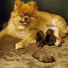 Pomeranian puppies from Donna's Pomeranians