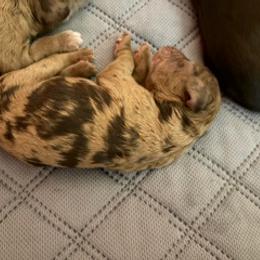 Cockapoo, Double Doodle, Goldendoodle, Poodle, Sheepadoodle, and Shihpoo Puppies from Peace, Love, and Puppies at the Creek