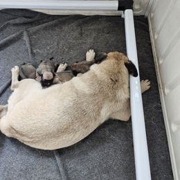 Girl 3 - Fawn female Pug puppy in Rutherfordton, North Carolina from Sweetie Pie Pugs