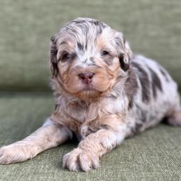 Nellie- turquoise collar - Merle female Bernedoodle puppy in Colorado Springs, Colorado from Mercy Mountain Bernedoodles