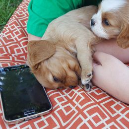Cavalier King Charles Spaniel Puppies from Phoenix Rose Cavalier King Charles