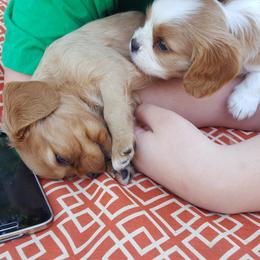 Cavalier King Charles Spaniel Puppies from Phoenix Rose Cavalier King Charles