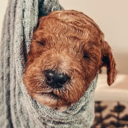 Golden Retrievers and Poodles from The Dogstead