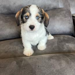 Scooter - Black and tan male Pembroke Welsh Corgi puppy in Stuart, Iowa from Johnson Family Paws