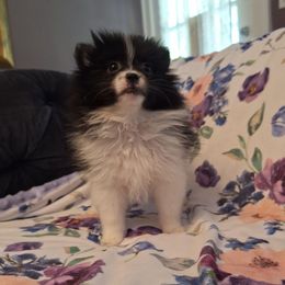Garnet - Black parti female Pomeranian puppy in Tampa, Florida from Diana's Pomeranians