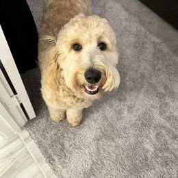 Labradoodle All Grown Up from Faulkner Doodles