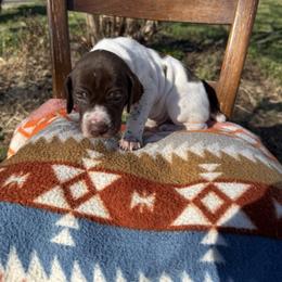 Green - Liver and white male German Shorthaired Pointer puppy in Union Hall, Virginia from Rustic Creek Farms