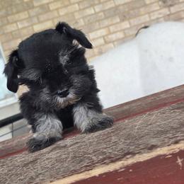 Berry - Black and silver male Miniature Schnauzer puppy in Paradise, Utah from Highbornschnauzers