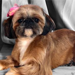 Joy - Shih Tzu