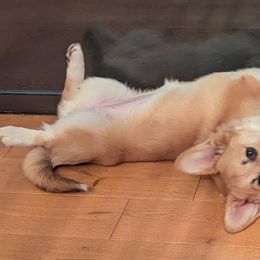 Hera - Pembroke Welsh Corgi