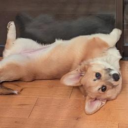Hera - Pembroke Welsh Corgi