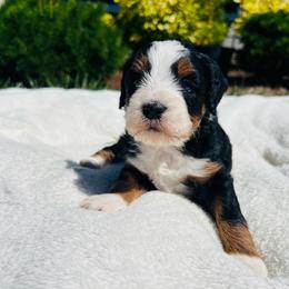 Mario - Tri-color male Bernedoodle puppy in Sandy, Oregon from MC Doodles