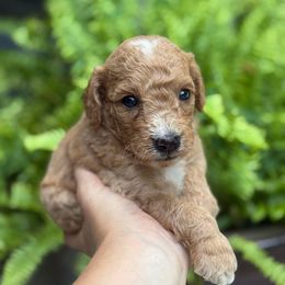 Jessie - Red  female Goldendoodle puppy in Winston Salem, North Carolina from Salem Doodles