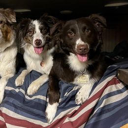 Australian Shepherd All Grown Up from BWild Australian Shepherds