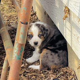 Blue Merle Male 3 - Australian Shepherd puppy in Luverne, Minnesota from BL Black Family Australian Shepherds