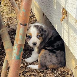 Blue Merle Male 3 - Australian Shepherd puppy in Luverne, Minnesota from BL Black Family Australian Shepherds