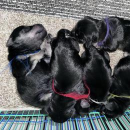 Female 2 - Black and silver female Miniature Schnauzer puppy in La Fayette, Georgia from Daniels Mini Schnauzers