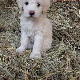 Schnoodle Puppies from RR Schnoodles