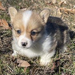 Dee - Sable female Pembroke Welsh Corgi puppy in Mount Carmel, Tennessee from Hidden View Farm