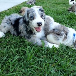 Aussiedoodle Puppies from Southwest Florida Doodles