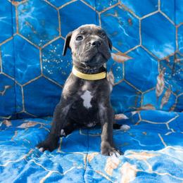 Yellow Collar - Black brindle female Cane Corso puppy in Houston, Texas from Zenith Cane Corso