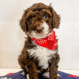Humphrey - Brown and white male Aussiedoodle puppy in Flagstaff, Arizona from Gunstock Doodles