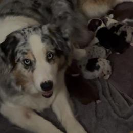 Willow - Australian Shepherd