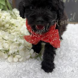 Storm - Black male Poodle puppy in West Plains, Missouri from The Royal Kennel