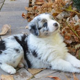 Australian Shepherd Puppies from Highline