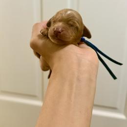 Blue collar boy - Red  male Goldendoodle puppy in Dupont, Washington from Willow Tree Doodles