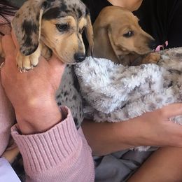 Dachshund Puppies from Doxie Lakes