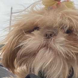 Shih Tzus from Tinytails