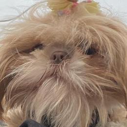 Shih Tzus from Tinytails