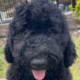 Patch (aqua) - Black Goldendoodle puppy in Indian Trail, North Carolina from Castleberry Doodles and Poodles