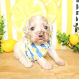 Cooper - Buff male Cocker Spaniel puppy in Rattan, Oklahoma from Double M Cocker Spaniels