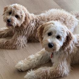 French Bulldog, Goldendoodle, and Golden Retriever All Grown Up from SoCalFamilyFrenchies, Doodles and more