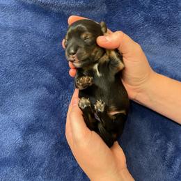 Boy 5 - Black and tan male Dachshund puppy in Bakersfield, California from Open Hourglass LLC