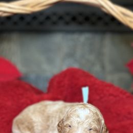 Goldendoodle Puppies from S_and_b_doodles
