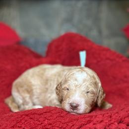 Goldendoodle Puppies from S_and_b_doodles