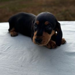 Luna - Black and tan female Dachshund puppy in Athens, Alabama from Weidenthal Dachshunds