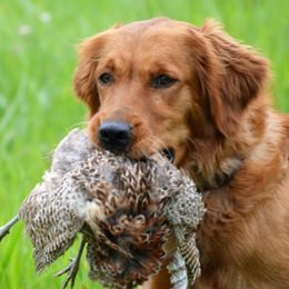 Cica (“Cheeka”) - Golden Retriever
