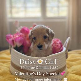Daisy - Golden female Double Doodle puppy in El Cajon, California from Calibear Doodles