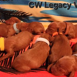 Vizsla puppies from CW Legacy Vizslas