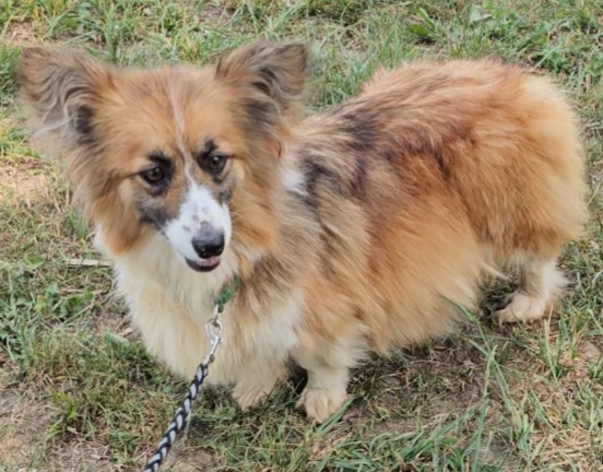 Lola - Pembroke Welsh Corgi