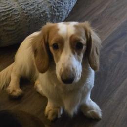 Aksel - Dachshund