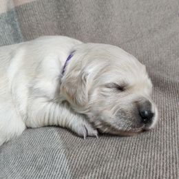 Girl 1 - female Golden Retriever puppy in Seymour, Missouri from High Road Golden Retrievers