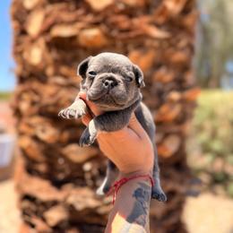 Blue - Blue male French Bulldog puppy in Avondale, Arizona from BigDiamondFrenchies