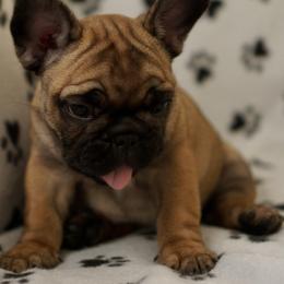 English Bulldog and French Bulldog Puppies from ClayBulldogs