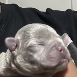 French Bulldog Puppies from Tuscaloosa Frenchies