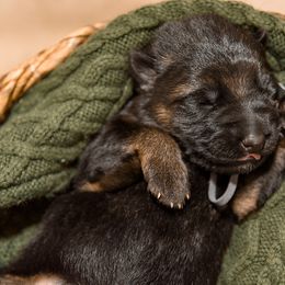 German Shepherd Puppies from Platz German Shepherds